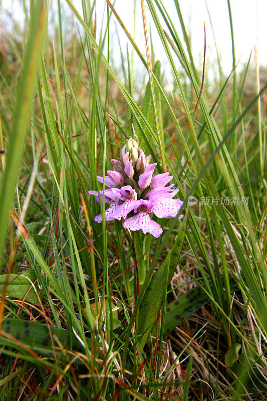 斑点兰花(Dactylorhiza elata)